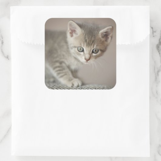 Tiny Kitten Vierkante Sticker (Tas)