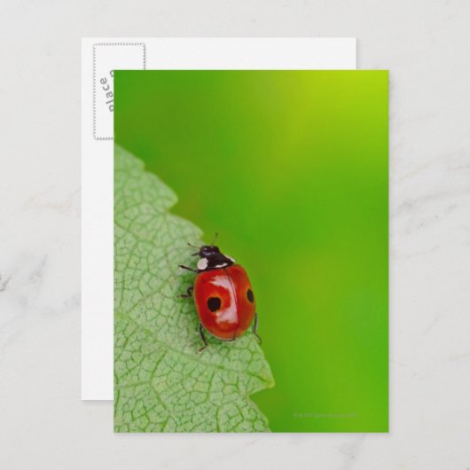 Tiny Lady Bug Briefkaart (Voorkant / Achterkant)
