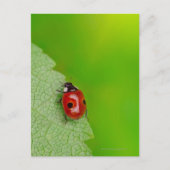 Tiny Lady Bug Briefkaart (Voorkant)