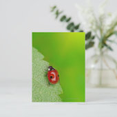 Tiny Lady Bug Briefkaart (Staand voorkant)