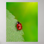 Tiny Lady Bug Poster (Voorkant)