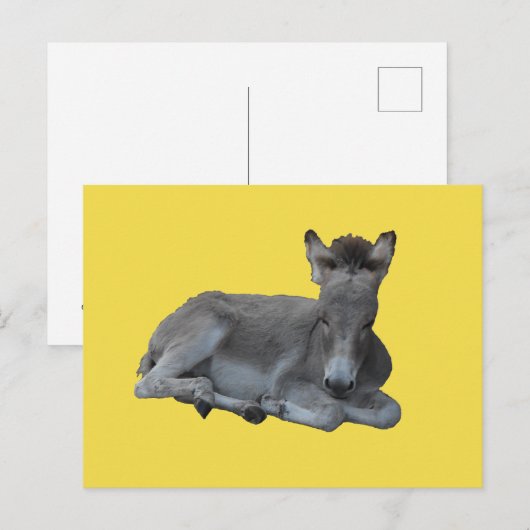 Tiny Little Grey Donkey Foal Briefkaart (Voorkant / Achterkant)