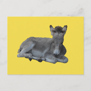 Tiny Little Grey Donkey Foal Briefkaart