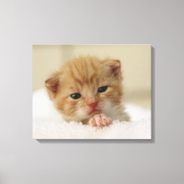 Tiny Oranje Kitten Canvas Afdruk