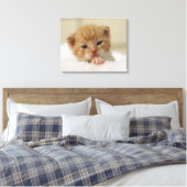 Tiny Oranje Kitten Canvas Afdruk (Insitu (Slaapkamer))