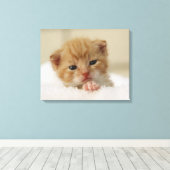 Tiny Oranje Kitten Canvas Afdruk (Insitu (Houten vloer))