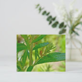 Tiny Orb Weaver Spider on Dogbane Briefkaart (Staand voorkant)