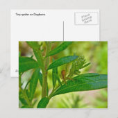 Tiny Orb Weaver Spider on Dogbane Briefkaart (Voorkant / Achterkant)