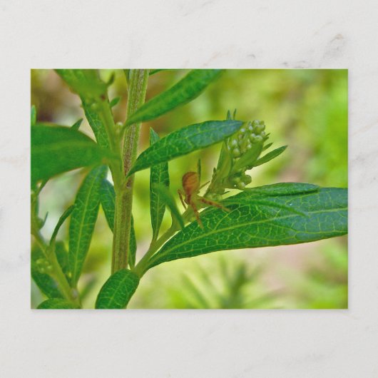 Tiny Orb Weaver Spider on Dogbane Briefkaart (Voorkant)