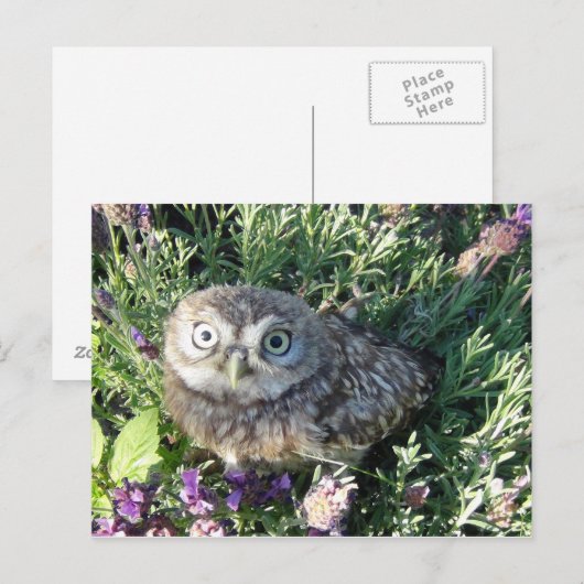 Tiny Owl Briefkaart (Voorkant / Achterkant)