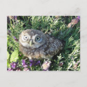 Tiny Owl Briefkaart (Voorkant)