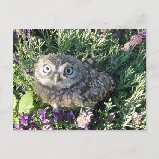 Tiny Owl Briefkaart (Voorkant)