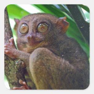 Tiny Philippine tarsier Vierkante Sticker