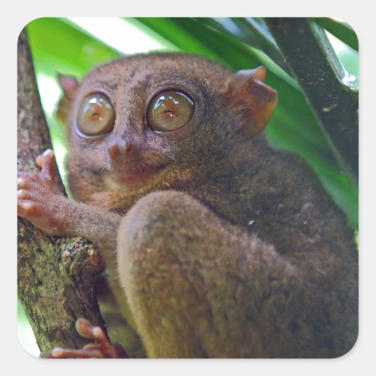 Tiny Philippine tarsier Vierkante Sticker (Voorkant)