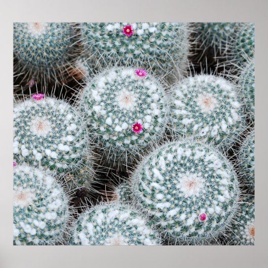 Tiny Pink Flowers Cactus Planten Poster (Voorkant)
