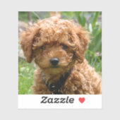 Tiny Red Speelgoed Poodle Puppy Stickers (Vel)