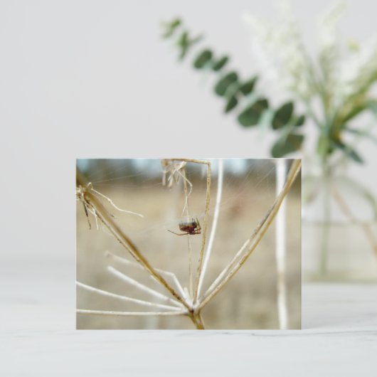 Tiny Spider op Dry Queen's Lace Briefkaart (Staand voorkant)