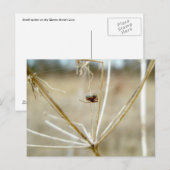 Tiny Spider op Dry Queen's Lace Briefkaart (Voorkant / Achterkant)