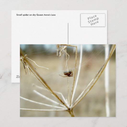 Tiny Spider op Dry Queen's Lace Briefkaart (Voorkant / Achterkant)