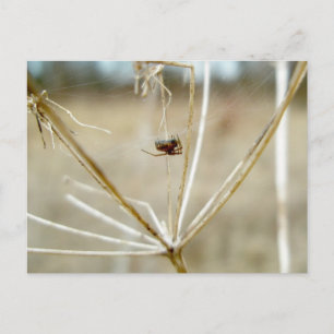 Tiny Spider op Dry Queen's Lace Briefkaart
