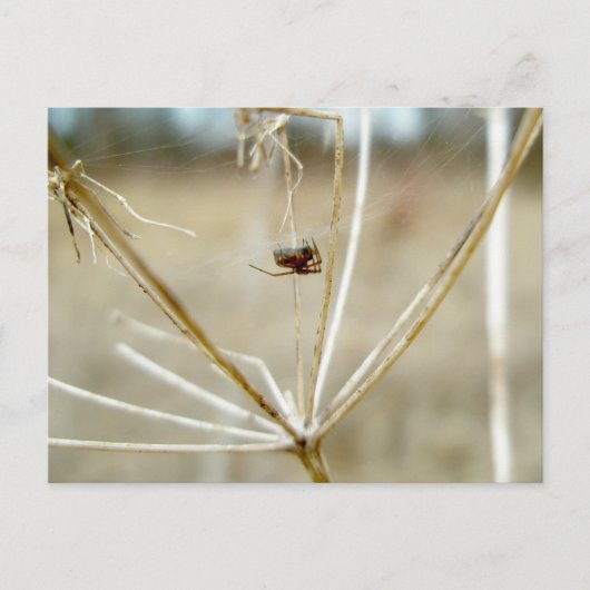 Tiny Spider op Dry Queen's Lace Briefkaart (Voorkant)