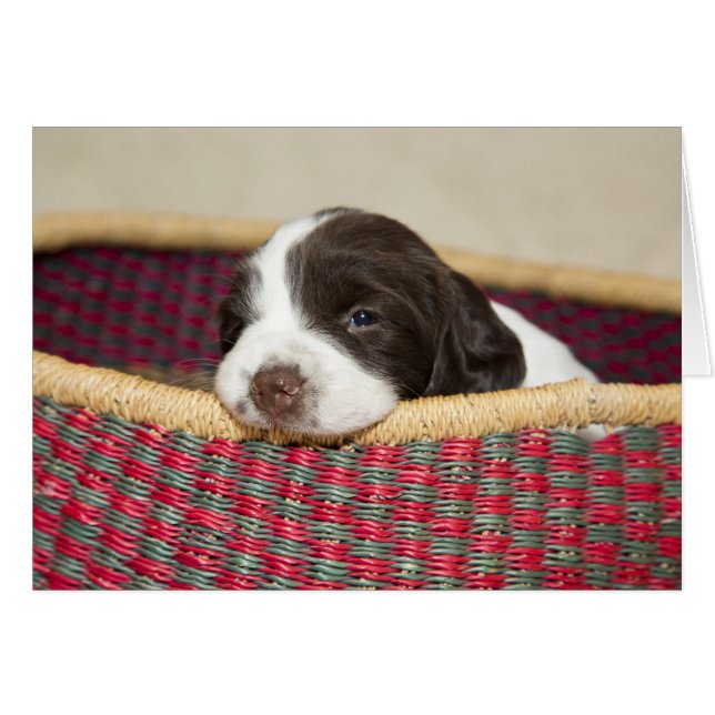 Tiny Springer Spaniel Puppy Card (Voorkant Horizontaal)