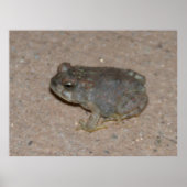 Tiny Toad Poster (Voorkant)
