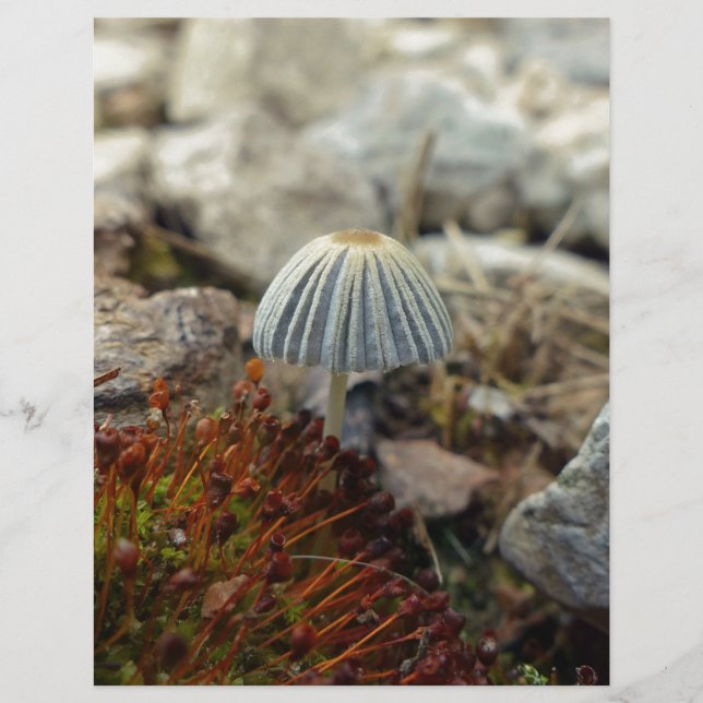 Tiny Toadstool (Voorkant)