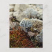 Tiny Toadstool Briefkaart (Voorkant)