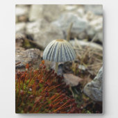 Tiny Toadstool Fotoplaat (Voorkant)