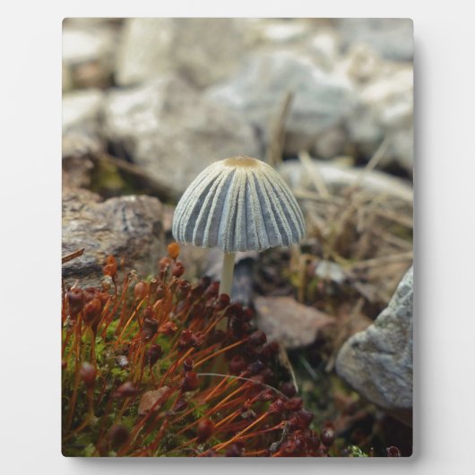Tiny Toadstool Fotoplaat (Voorkant)