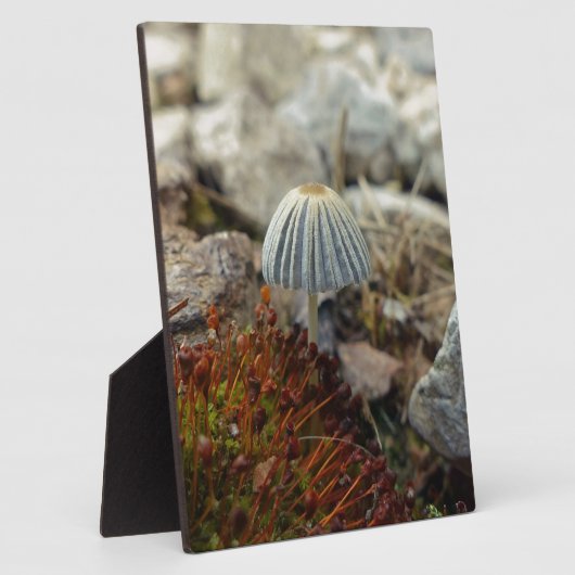Tiny Toadstool Fotoplaat (Zijkant)