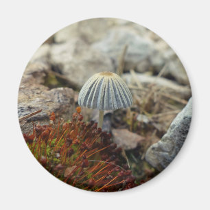 Tiny Toadstool Magneet