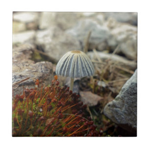 Tiny Toadstool Tegeltje