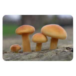 Tiny Toadstools Macro Premium Magneet