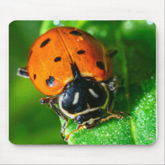 Tiny Traveler: Ladybug on a Leaf Muismat