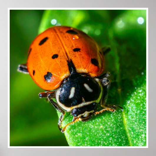Tiny Traveler: Ladybug on a Leaf Poster (Voorkant)