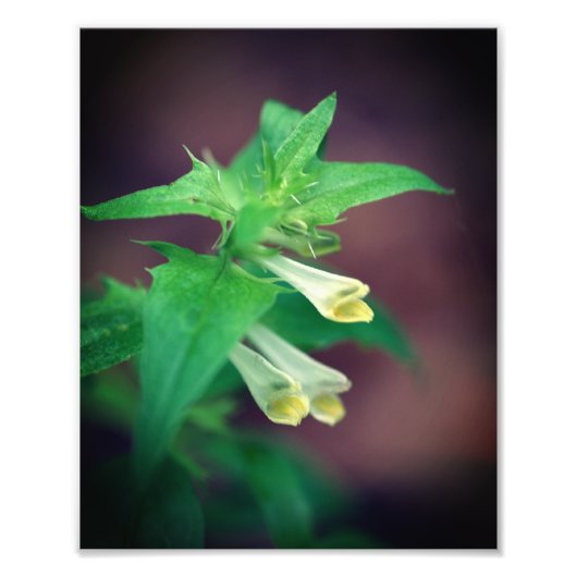 Tiny White Woodland Wildflower Close Up 8x10 Foto Afdruk (Voorkant)