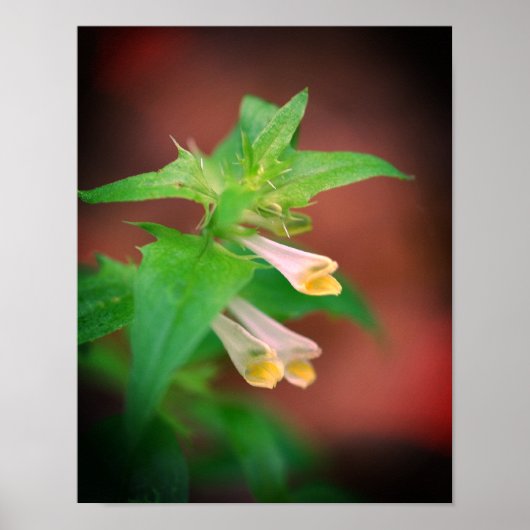 Tiny White Woodland Wildflower Close-up Poster (Voorkant)