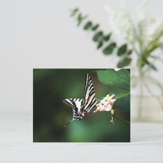 Tiny Zebra Briefkaart (Staand voorkant)