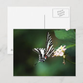 Tiny Zebra Briefkaart (Voorkant / Achterkant)