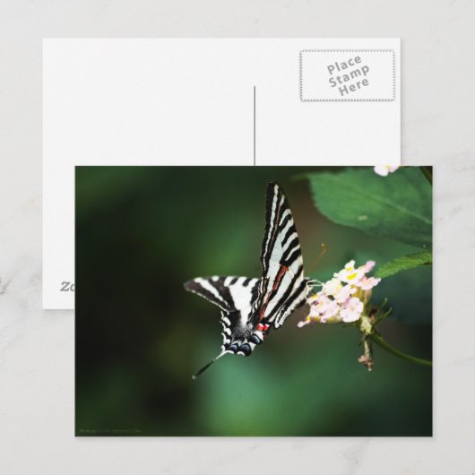 Tiny Zebra Briefkaart (Voorkant / Achterkant)