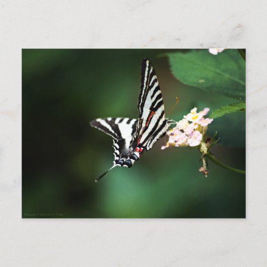 Tiny Zebra Briefkaart (Voorkant)