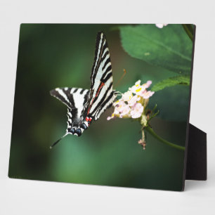 Tiny Zebra Plaque Fotoplaat