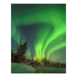 Tipping Spruce Aurora Foto Afdruk
