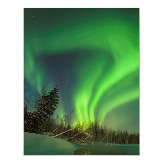 Tipping Spruce Aurora Foto Afdruk (Voorkant)