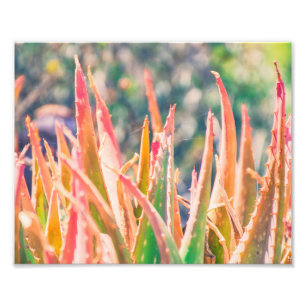 Tips voor kleurrijk Plant Fotoafdrukken Foto Afdruk