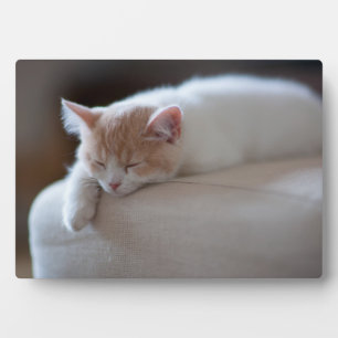 Tired beige en White Kitten Fotoplaat