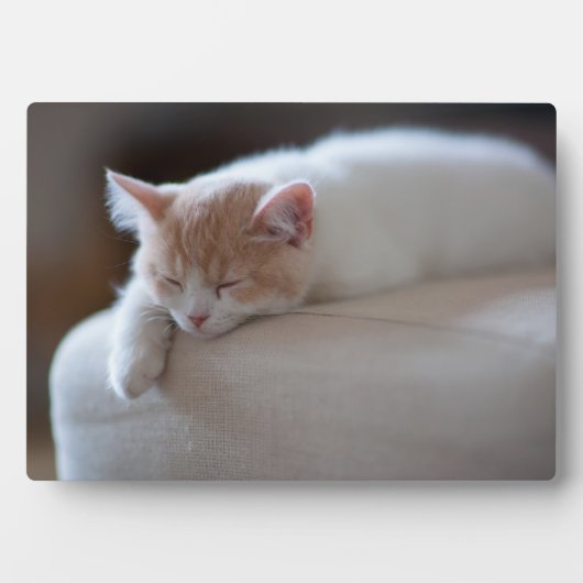 Tired beige en White Kitten Fotoplaat (voorkant)