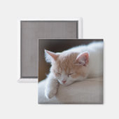Tired beige en White Kitten Magneet (Voorkant / Achterkant)